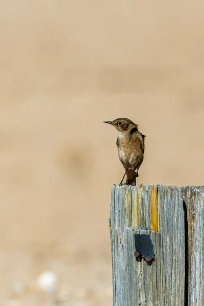 Familiar Chat Standing Wood Pole Natural Background Kgalagadi Transfrontier Park — Stockfoto