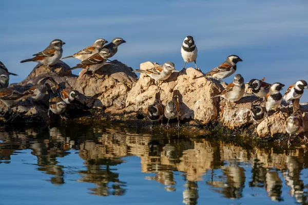 Kudde Kaap Mus Bij Waterput Met Reflectie Kgalagadi Grensoverschrijdend Park — Stockfoto