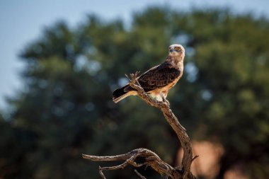 Black-chested Snake-Eagle standing on a branch in Kgalagadi transfrontier park, South Africa ; Specie Circaetus pectoralis family of Accipitridae