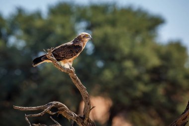 Black-chested Snake-Eagle standing on a branch in Kgalagadi transfrontier park, South Africa ; Specie Circaetus pectoralis family of Accipitridae
