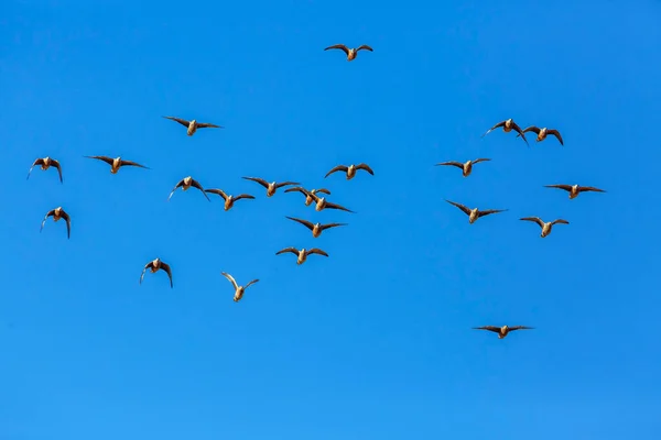 Flock Burchell Sandgrouses Flight Isolated Blue Sky Kgalagadi Transfrontier Park — Stock Photo, Image