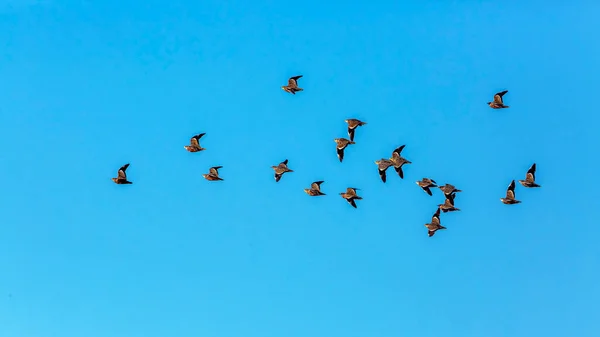 Flock Burchell Sandgrouses Flight Isolated Blue Sky Kgalagadi Transfrontier Park — Stock Photo, Image