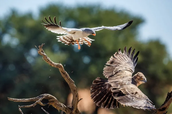 Black Chested Snake Eagle Chased Pale Chanting Goshawk Kgalagadi Transfrontier — Photo