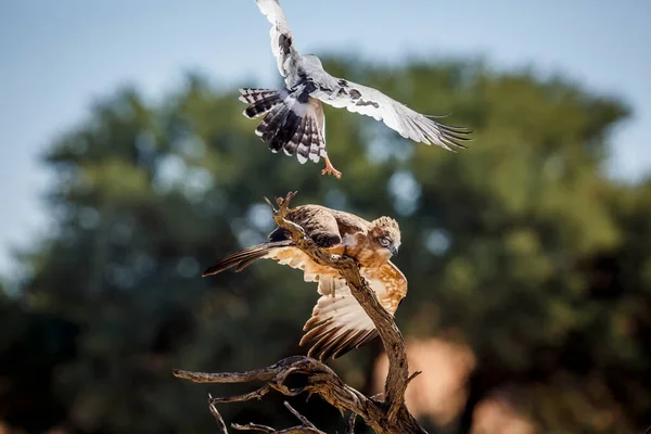 Black-chested Snake-Eagle chased by Pale Chanting-Goshawk in Kgalagadi transfrontier park, South Africa ; Specie Circaetus pectoralis family of Accipitridae