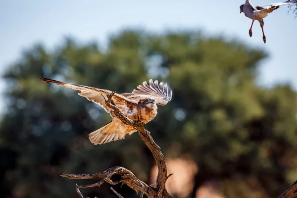 Black Chested Snake Eagle Chased Pale Chanting Goshawk Kgalagadi Transfrontier — Foto de Stock