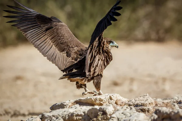 Bateleur Eagle Juvenile Landing Spread Wings Kgalagadi Transfrontier Park South — Photo