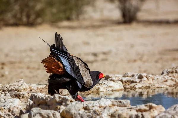 Bateleur Eagle Drinking Waterhole Kgalagadi Transfrontier Park South Africa Specie — Stock Photo, Image