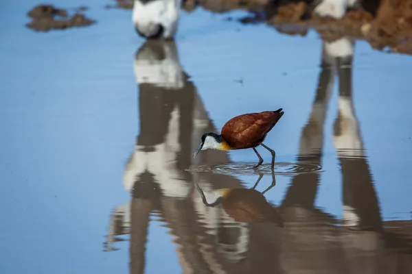 African Jacana Wading Waterhole Oryx Reflection Kgalagadi Transfrontier Park South — Stock Photo, Image