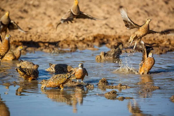 Burchell Sandgrouse Που Πετά Πάνω Από Νερόλακκο Στο Διασυνοριακό Πάρκο Royalty Free Φωτογραφίες Αρχείου