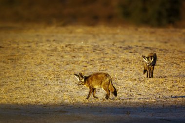 Two Bat-eared fox standing front view in dry land in Kgalagadi transfrontier park, South Africa; specie Otocyon megalotis family of Canidae 