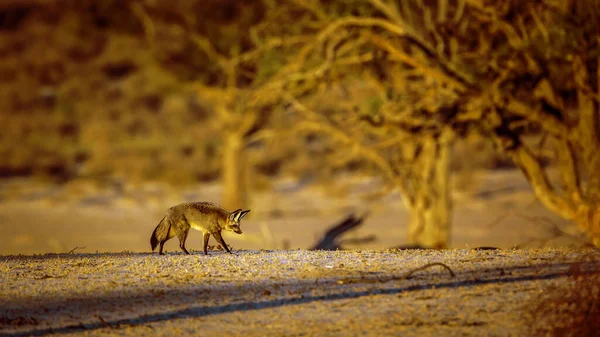 Bat-eared fox walking at dusk in dry land in Kgalagadi transfrontier park, South Africa; specie Otocyon megalotis family of Canidae