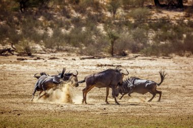 Group of Blue wildebeest running out in Kgalagadi transfrontier park, South Africa ;
