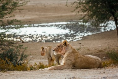 Güney Afrika 'daki Kgalagadi sınır ötesi parkında Afrikalı dişi aslan; Felidae familyasından Specie Panthera Leo