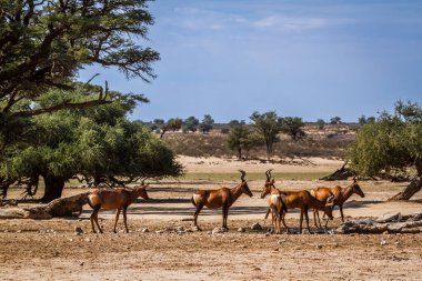 Güney Afrika 'daki Kgalagadi sınır ötesi parkındaki su birikintisinde küçük bir grup Hartebeest; Bovidae ailesinden Specie Alcelaphus buselaphus
