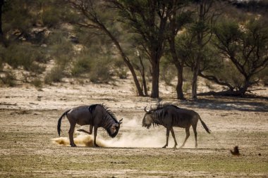 Güney Afrika 'daki Kgalagadi sınır ötesi parkında kum kazıyan iki mavi antilop Bovidae ailesinden Specie Connochaetes taurinus