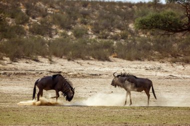 Güney Afrika 'daki Kgalagadi sınır ötesi parkında kum kazıyan iki mavi antilop Bovidae ailesinden Specie Connochaetes taurinus