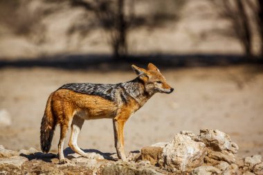 Güney Afrika 'daki Kgalagadi sınır ötesi parkında içtikten sonra su birikintisinde duran Kara Çakal; Canis türü Canidae familyasından