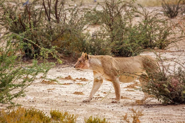 在南非Kgalagadi跨国界公园喝酒后站在水坑边的黑背野狼 Canidae的特科犬种 — 图库照片