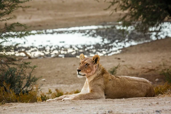 位于南非Kgalagadi跨界公园的非洲母狮 其背景为水坑 猫科动物的特有种 — 图库照片