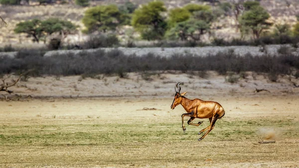 南アフリカのKgalagadi国境公園の乾燥した土地で最高のランニングサイドビュー BovidaeのAlcelaphus Buselaphus科 — ストック写真