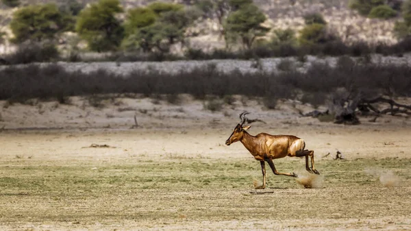 Hartebeest Löpning Sidovy Torra Land Kgalagadi Gränsöverskridande Park Sydafrika Art — Stockfoto