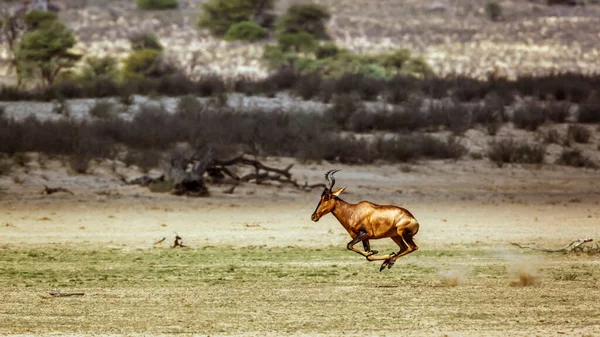 Hartebeest Loopt Zijaanzicht Droog Land Kgalagadi Grensoverschrijdend Park Zuid Afrika — Stockfoto