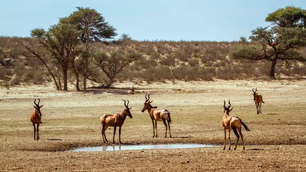 南アフリカのKgalagadi国境公園のウォーターホールでのハーテベストの小さなグループ BovidaeのAlcelaphus Buselaphus科 — ストック写真