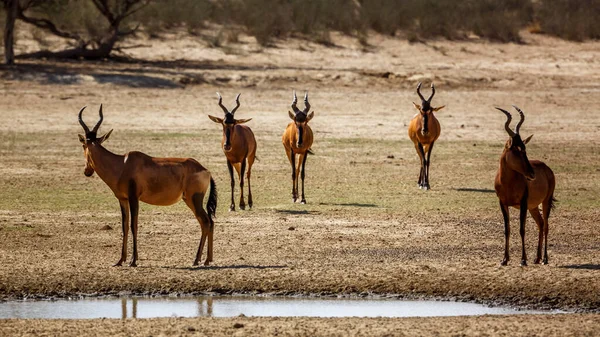 Five Hartebeest Walking Front View Waterhole Kgalagadi Transborder Park South — Foto Stock