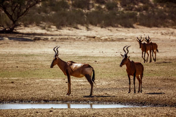 Vier Hartebeest Wandelen Vooraanzicht Naar Waterput Kgalagadi Grensoverschrijdend Park Zuid — Stockfoto