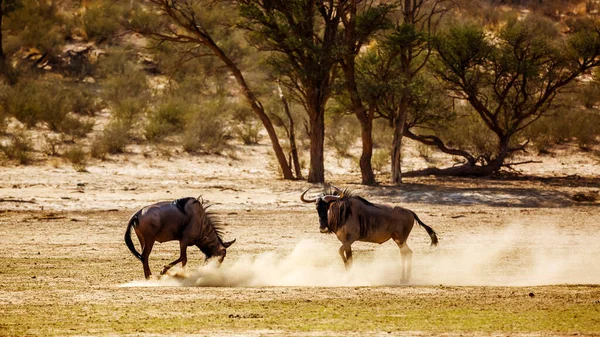 Two Blue Wildebeest Challenging Scratching Sand Kgalagadi Transfrontier Park South — Foto de Stock