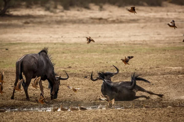 Blue Wildebeest Kgalagadi Transborder Park África Sul Specie Connochaetes Taurinus — Fotografia de Stock