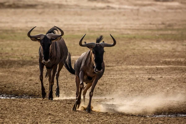 Zwarte Ruggegraat Jakhals Staande Bij Waterput Drinken Kgalagadi Grensoverschrijdend Park — Stockfoto