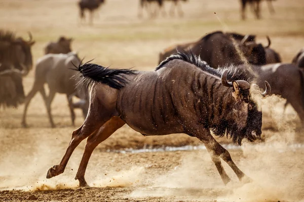 Blue Wildebeest Running Front View Sand Dust Kgalagadi Transborder Park — Fotografia de Stock