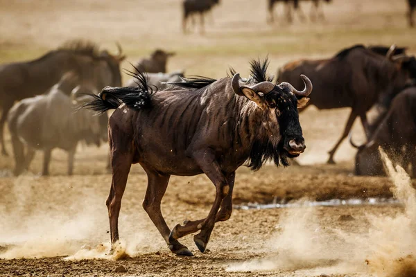 Kék Gnú Futó Elülső Kilátás Homokporban Kgalagadi Határokon Átnyúló Park — Stock Fotó