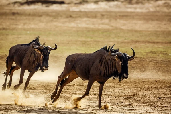 Svartryggad Schakal Står Vid Vattenhål Efter Att Druckit Kgalagadi Gränsöverskridande — Stockfoto