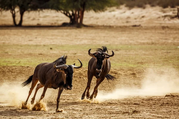 Svartryggad Schakal Står Vid Vattenhål Efter Att Druckit Kgalagadi Gränsöverskridande — Stockfoto