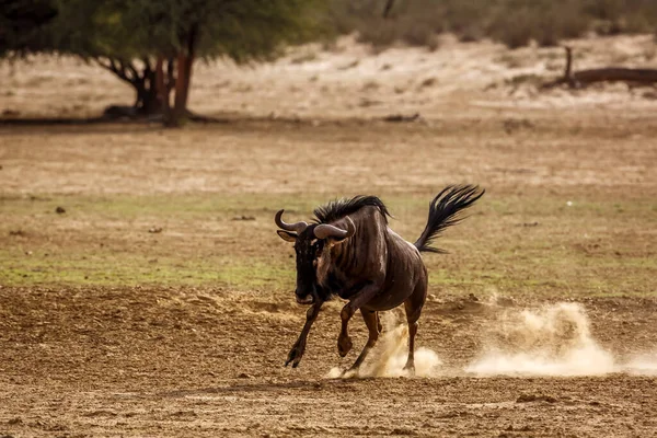 Blue Wildebeest Running Front View Sand Dust Kgalagadi Transborder Park — Fotografia de Stock