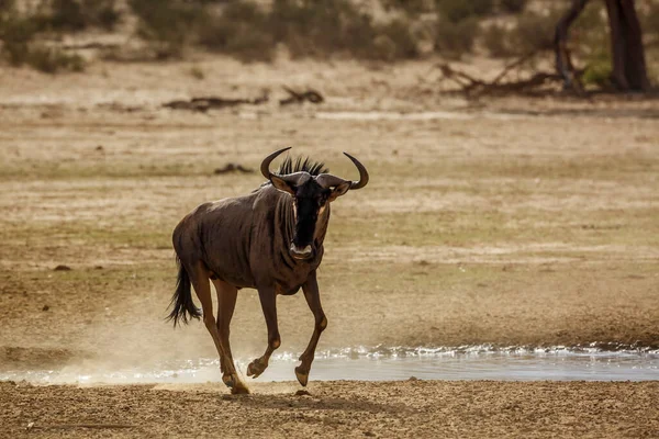 Blue Wildebeest Running Waterhole Kgalagadi Transborder Park África Sul Specie — Fotografia de Stock