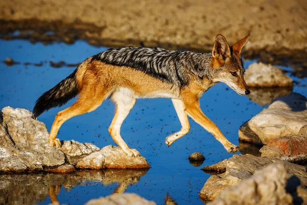 Chacal Negro Salta Sobre Pozo Agua Parque Transfronterizo Kgalagadi Sudáfrica —  Fotos de Stock