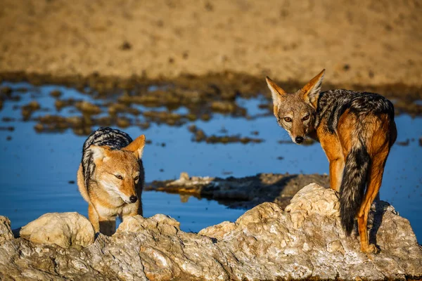 Dos Chacales Negros Abrevadero Parque Transfronterizo Kgalagadi Sudáfrica Especie Canis —  Fotos de Stock