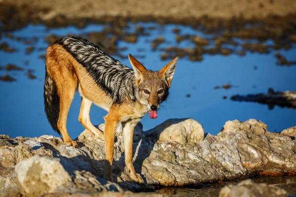 Chacal Negro Mirando Cámara Abrevadero Parque Transfronterizo Kgalagadi Sudáfrica Especie —  Fotos de Stock