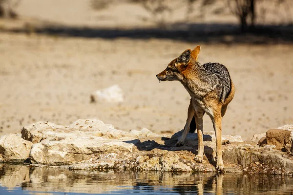 Zwarte Ruggegraat Jakhals Staande Bij Waterput Drinken Kgalagadi Grensoverschrijdend Park — Stockfoto