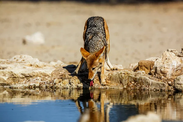 Zwarte Ruggesteun Jakhals Drinken Front View Bij Waterput Kgalagadi Grensgebied — Stockfoto