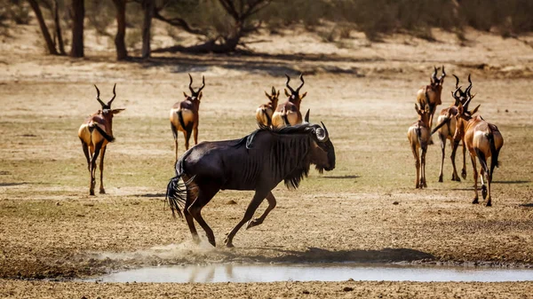 Chacal Respaldado Negro Parado Abrevadero Después Beber Parque Transfronterizo Kgalagadi Fotos De Stock