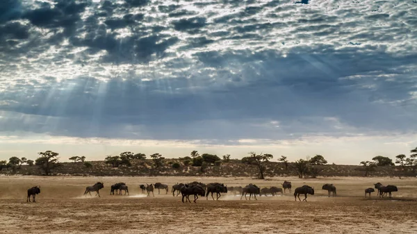 Chacal Cauda Preta Buraco Água Depois Beber Parque Transfronteiriço Kgalagadi Imagens De Bancos De Imagens