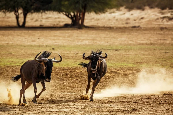 Chacal Respaldado Negro Parado Abrevadero Después Beber Parque Transfronterizo Kgalagadi Imagen De Stock