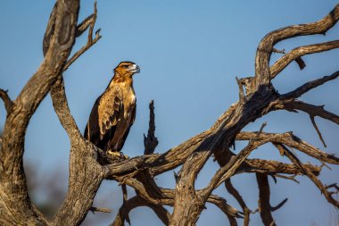 Güney Afrika 'daki Kgalagadi sınır ötesi parkında bir kütüğün üzerinde duran Tawny Eagle Accipitridae' li Specie Aquila rapax ailesi