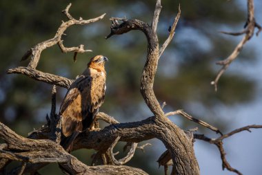 Güney Afrika 'daki Kgalagadi sınır ötesi parkında bir kütüğün üzerinde duran Tawny Eagle Accipitridae' li Specie Aquila rapax ailesi