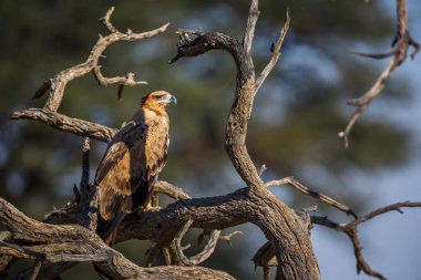 Güney Afrika 'daki Kgalagadi sınır ötesi parkında bir kütüğün üzerinde duran Tawny Eagle Accipitridae' li Specie Aquila rapax ailesi