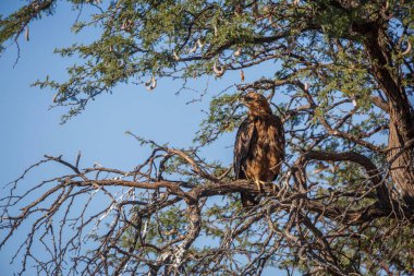 Güney Afrika 'daki Kgalagadi sınır ötesi parkında bir ağaçta duran Tawny Eagle yetişkin; Accipitridae' den Specie Aquila rapax ailesi